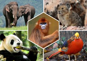 Quels animaux voir en Chine ?