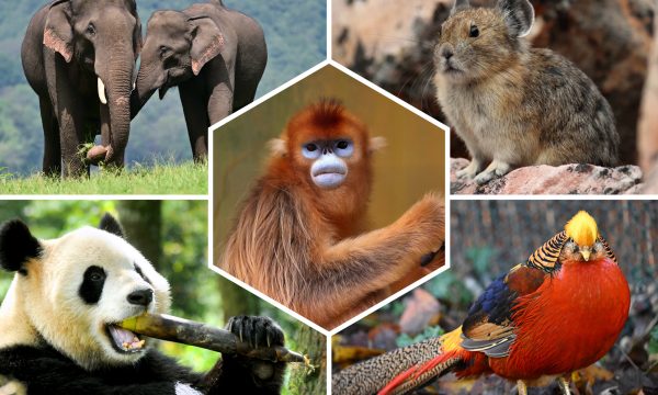 Quels animaux voir en Chine ?