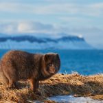 Quels animaux voir en Islande ?