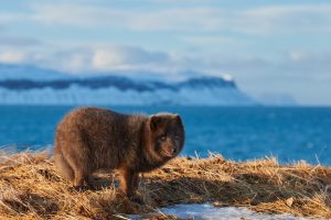 Quels animaux voir en Islande ?