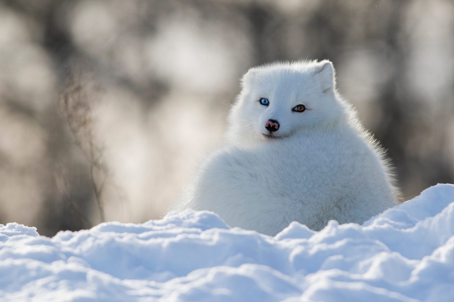 Top 10 Animaux les plus beaux du Monde