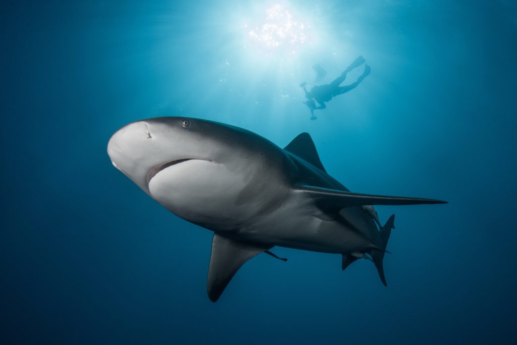Requin Bouledogue pris en photo en Afrique du Sud