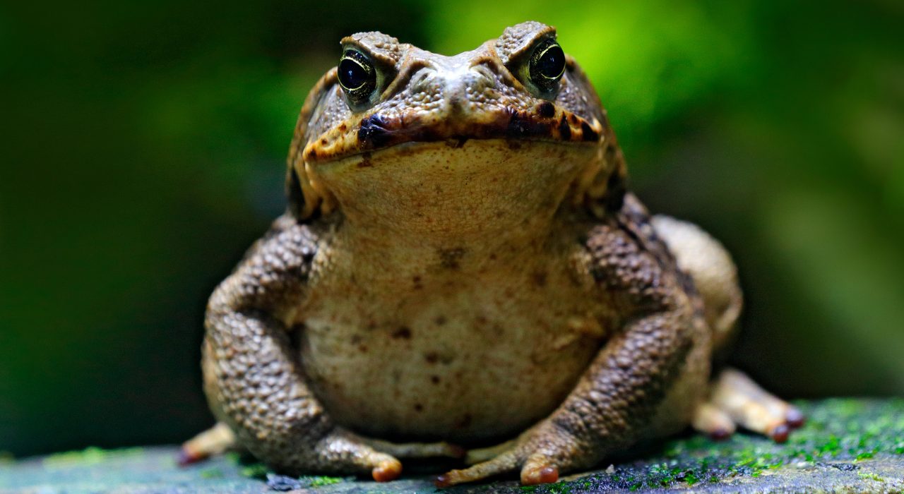 Top 15 faits étonnants sur le crapaud-buffle