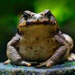 Top 15 faits étonnants sur le crapaud-buffle