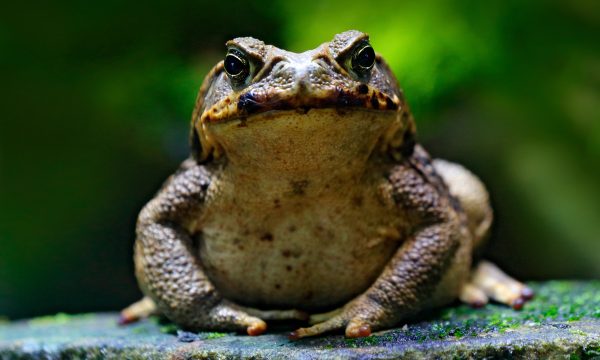 Top 15 faits étonnants sur le crapaud-buffle