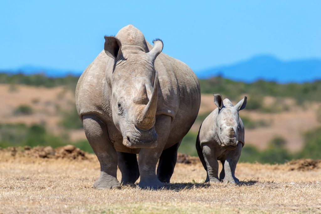 Rhinocéros blanc en Afrique du sud