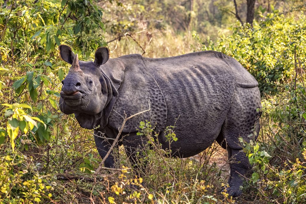 Rhinocéros unicorne