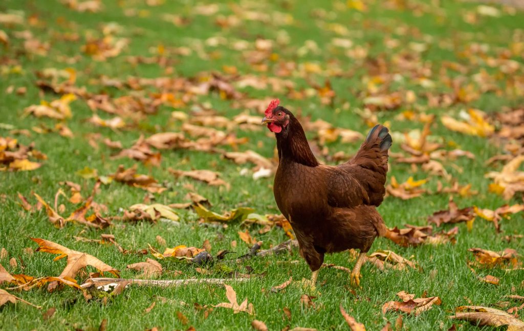 poule rhode island