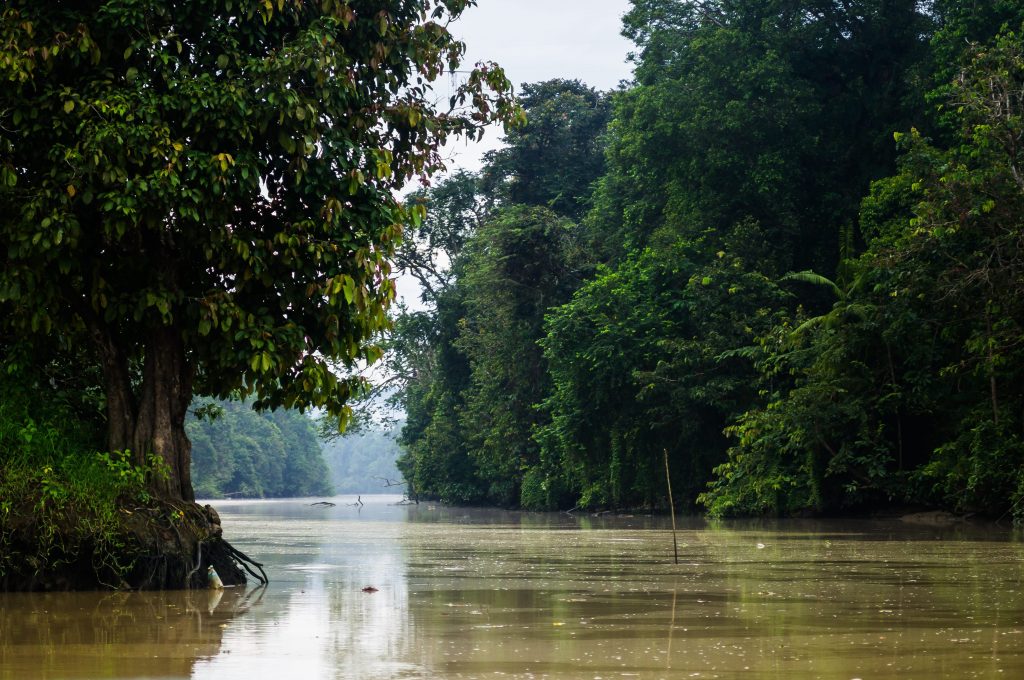 Rivière Kinabatangan, Sabah, Bornéo.