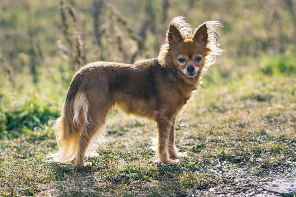 informations sur le petit chien russe