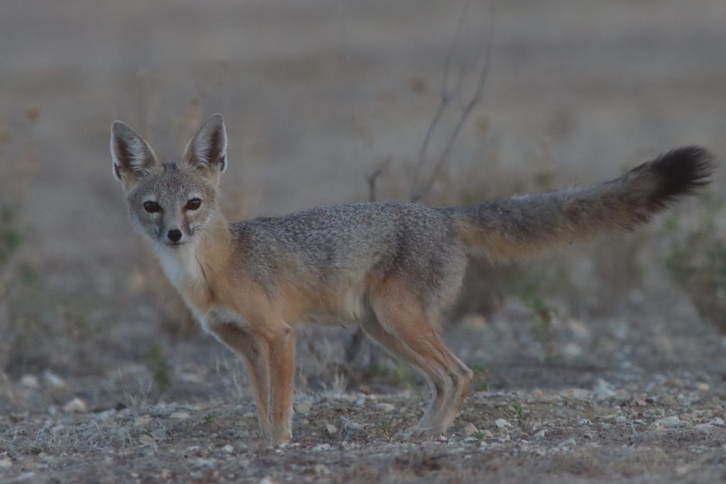 Renard San Joaquin Kit Fox