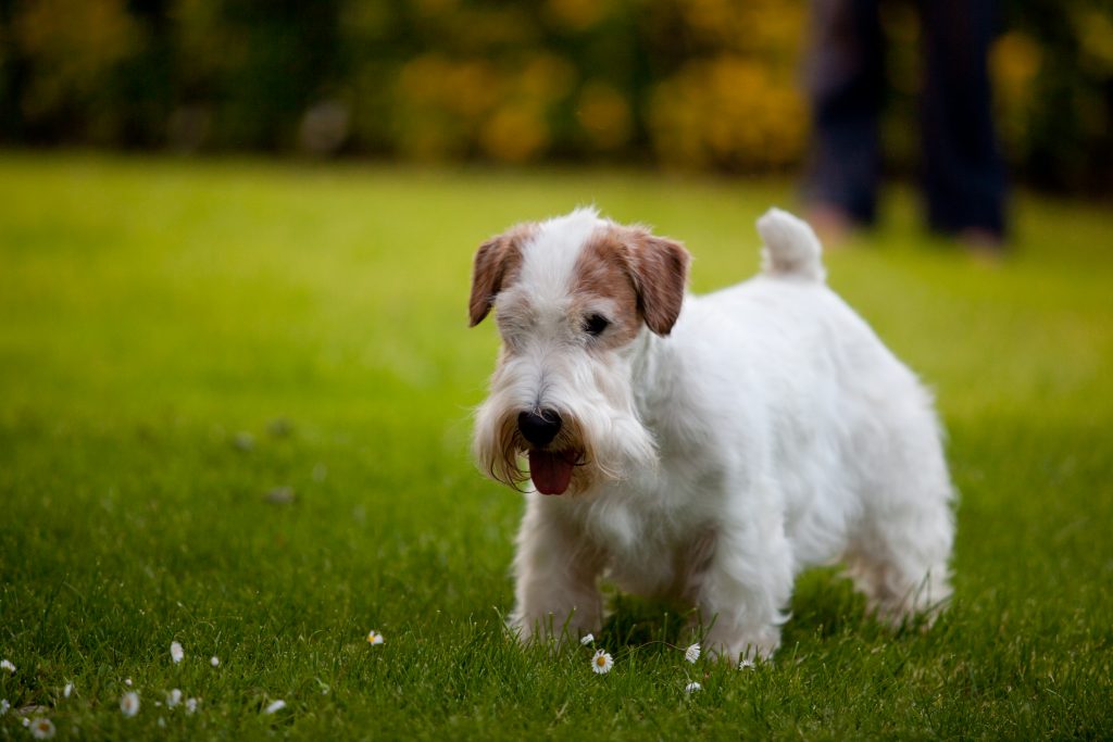 Sealyham terrier