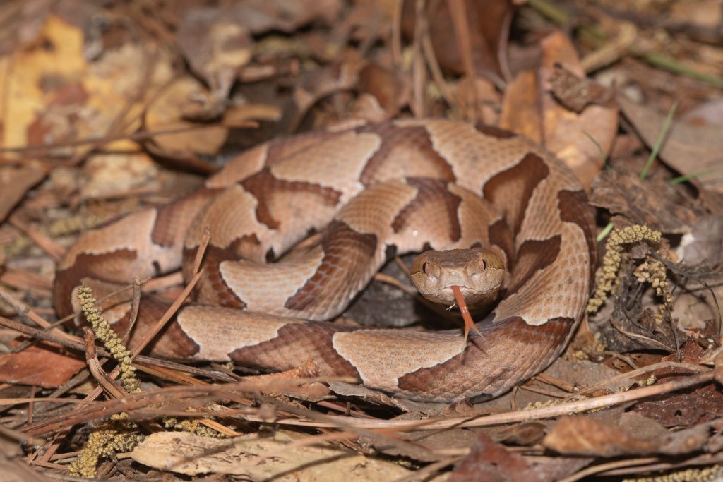 Serpent cuivré