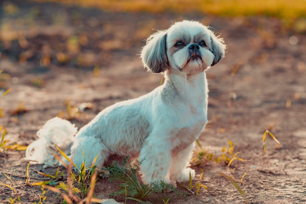 Shih Tzu