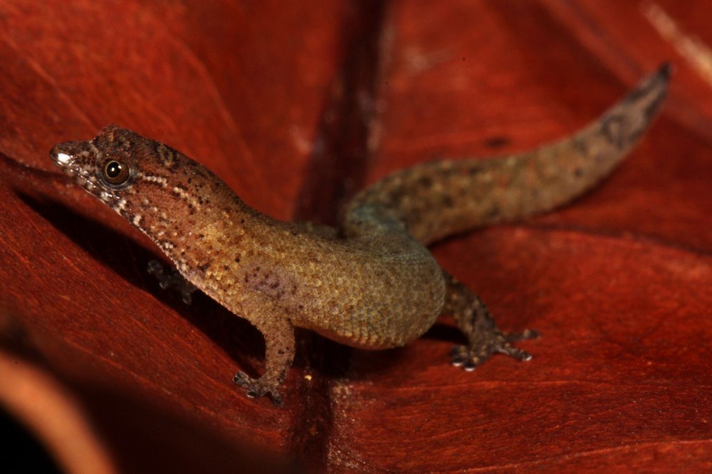 Sphaerodactylus parthenopion