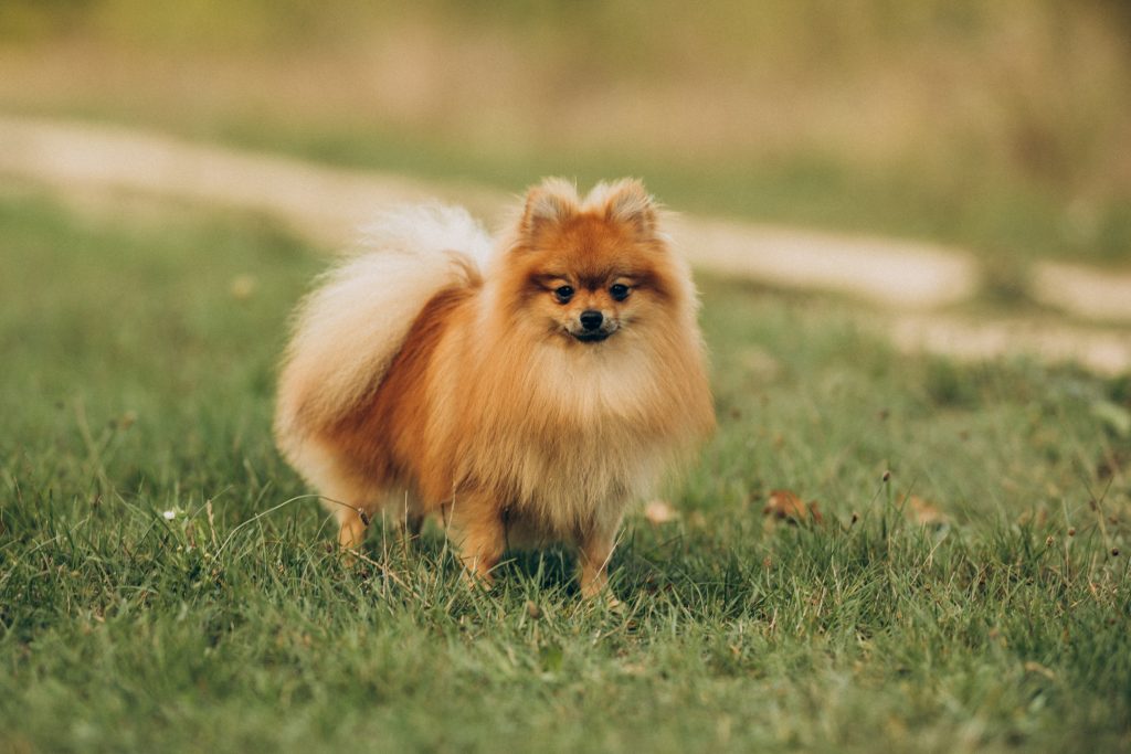 spitz allemand