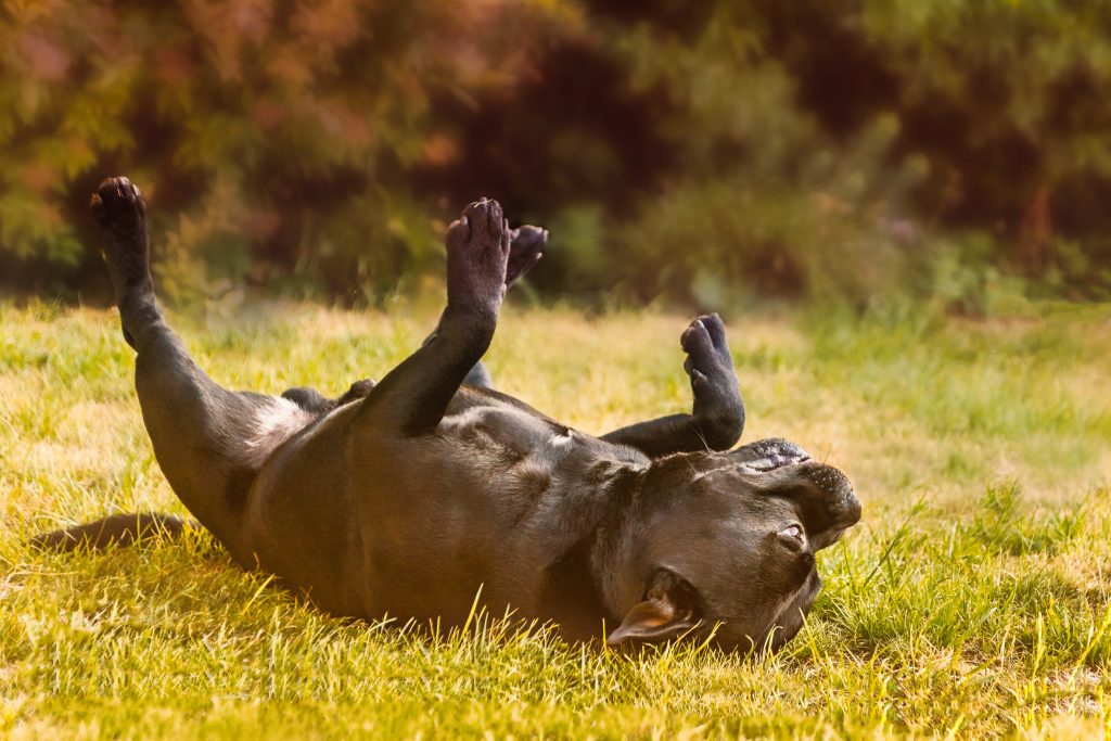 Chien staffordshire qui se roule par terre