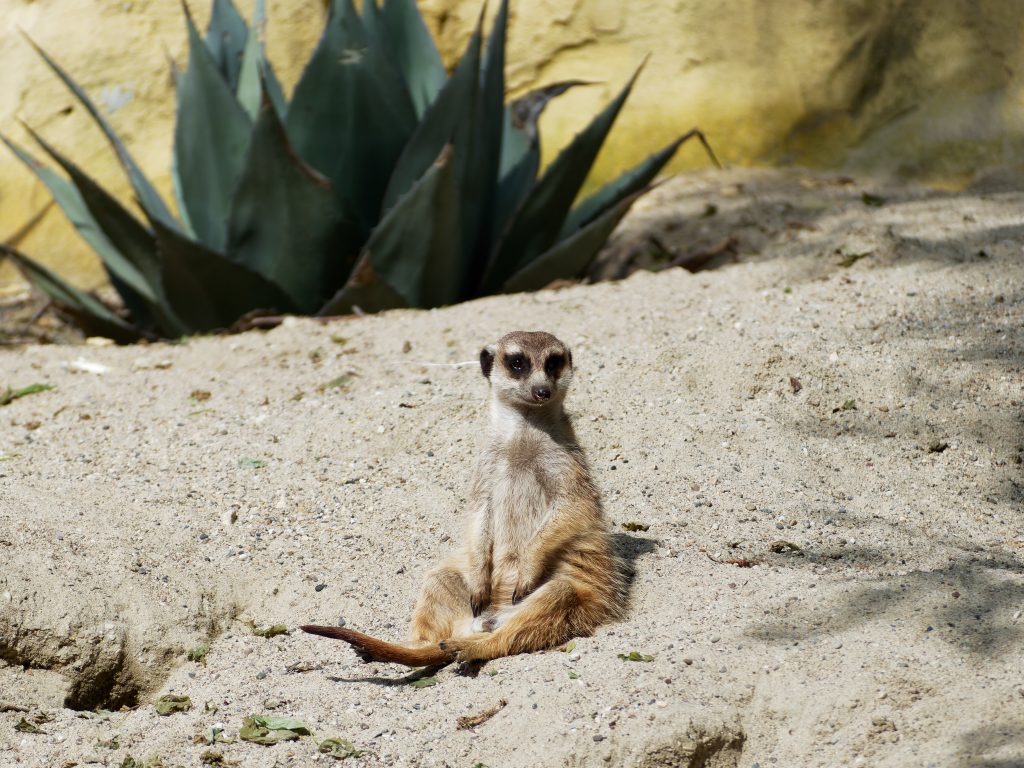 Suricate