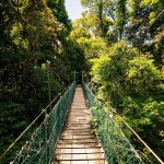 Animaux des Forêts Tropicales : Quelles espèces y voir ?