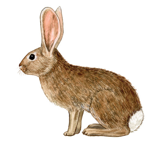 lapin Sylvilagus insonus