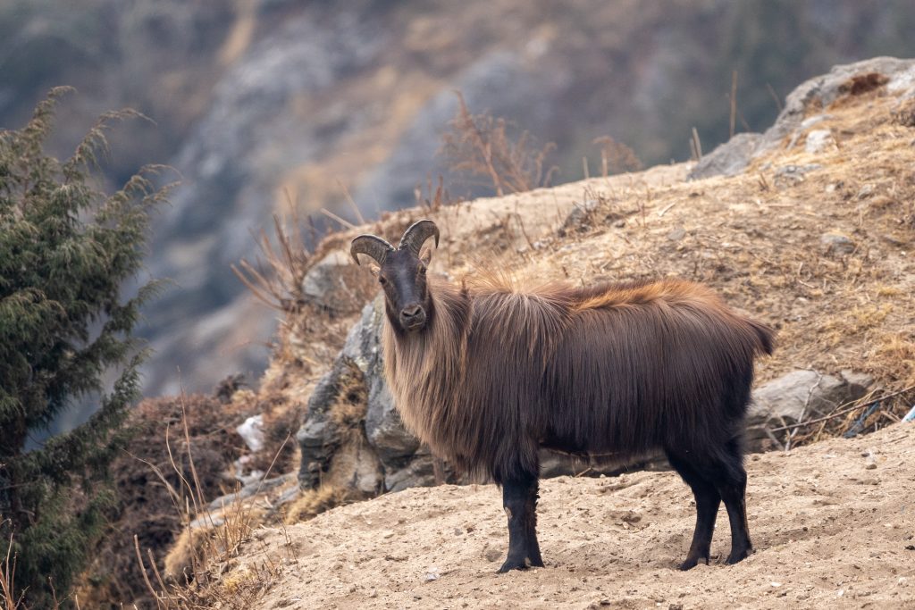 Tahr