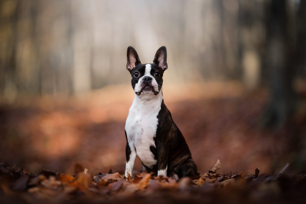 Terrier de Boston