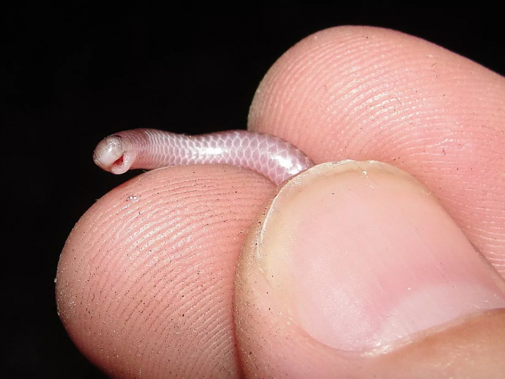 Serpent fil de la Barbade