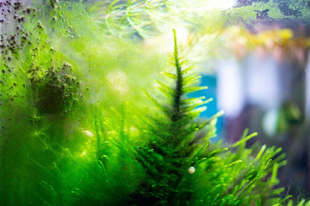 Theodoxus escargots nettoient l'aquarium qui a trop d'algues