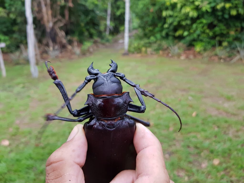 Titan insecte