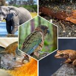 Top 10 des Animaux les Plus Bruyants au Monde