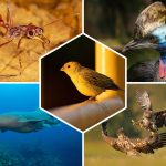 Top 10 des animaux les plus combattants du règne animal