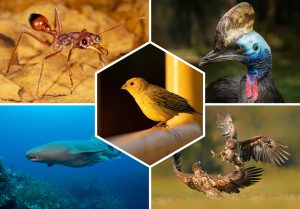 Top 10 des animaux les plus combattants du règne animal