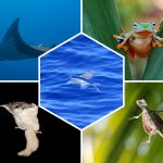 Top 5 des Animaux qui peuvent voler sans ailes