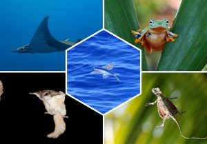 Top 5 des Animaux qui peuvent voler sans ailes