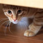 Top 8 choses que les chats ne supportent pas
