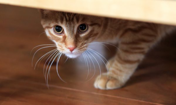 Top 8 choses que les chats ne supportent pas