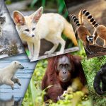 10 Destinations où voir des animaux pour un voyage responsable