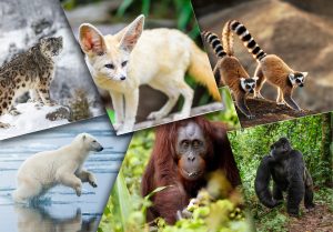 10 Destinations où voir des animaux pour un voyage responsable