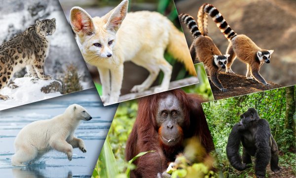10 Destinations où voir des animaux pour un voyage responsable