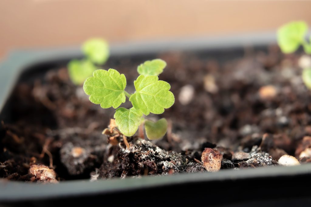 Plant d'herbe à chat dans un pot