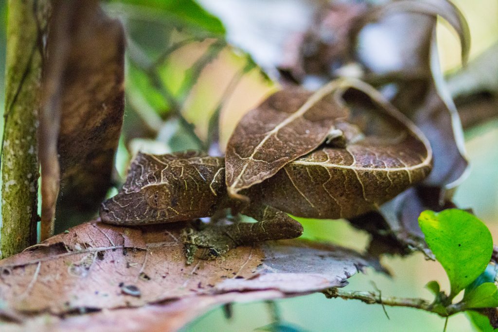 Uroplatus Phantasticus