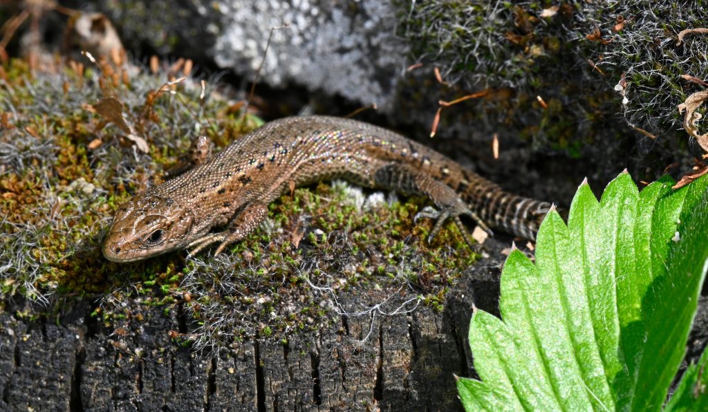 lézard vivipare