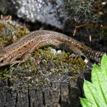 10 Espèces de lézards les plus incroyables au monde