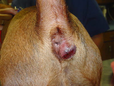 abcès glandes anales du chien