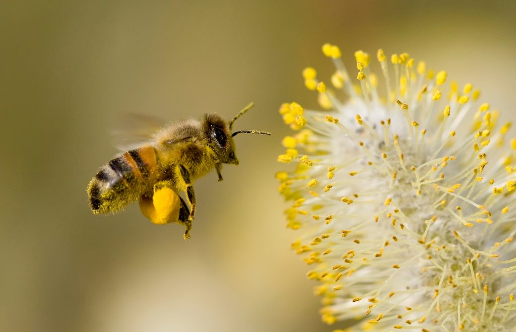 L'abeille