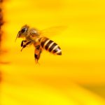 Protéger les Abeilles : Comprendre Leur Rôle pour les Aider