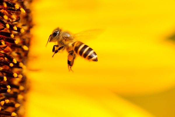 Les colonies d’abeilles et comment les aider