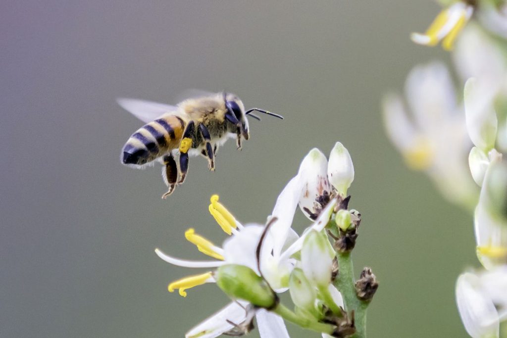 abeille butine