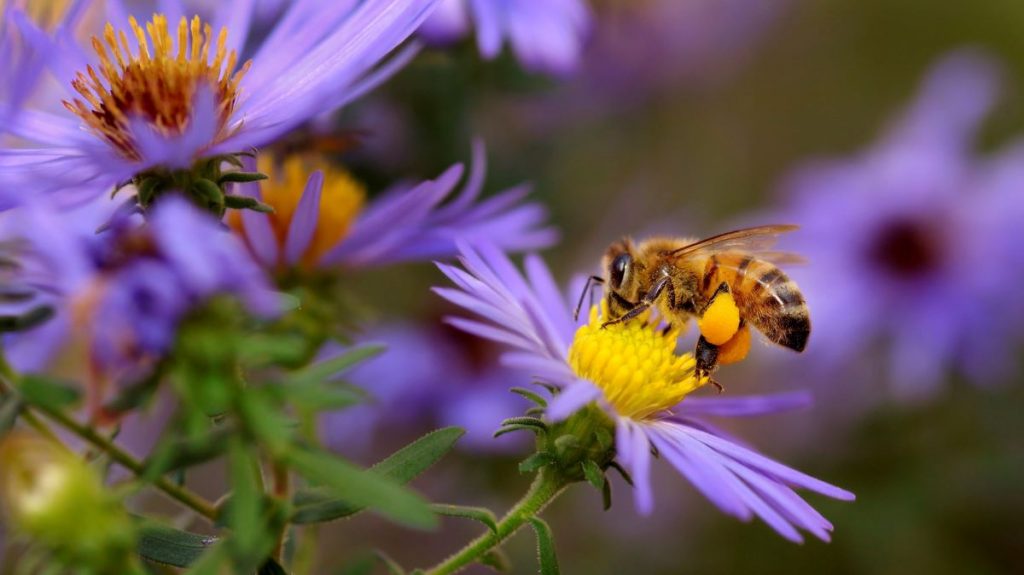 abeille extrait nectar