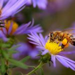Comment les Abeilles Fabriquent du Miel ?